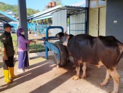 Tingkatkan Mutu Ternak Sulsel, Disnakkeswan Teken Kontrak Pengadaan Straw