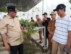 Anggrek Mamasa Segera Mendunia, Pemprov Sulbar Dorong Konservasi Skala Besar