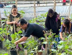 Longwis Sipakalebbi Panen Urban Farming Warga