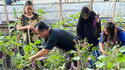 Longwis Sipakalebbi Panen Urban Farming Warga