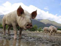 Sulsel Masuk 10 Teratas Penghasil Daging Babi se-Indonesia
