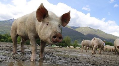 Sulsel Masuk 10 Teratas Penghasil Daging Babi se-Indonesia