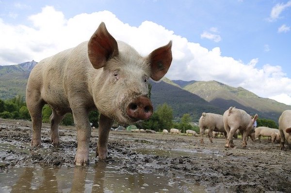 Sulsel Masuk 10 Teratas Penghasil Daging Babi se-Indonesia