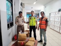 Gagalkan Penyelundupan Satwa Dilindungi, Barantin Amankan 61 Kg Teripang Susu