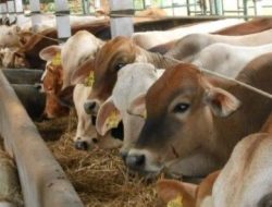 Sambut Idhul Adha, Polres Jeneponto Bakal Kurban 12 Ekor Sapi