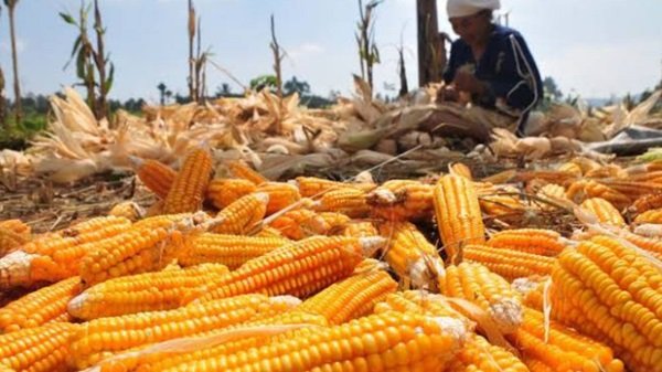 Harga Jagung Kuning Merosot, Petani di Jeneponto Kian Menjerit
