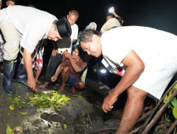 Pemprov Sulbar Tebar Kepiting Bakau di Hutan Sumare