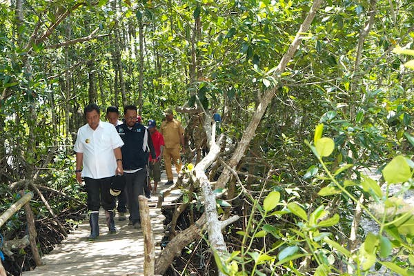 Sambut HUT Sulbar 20 Tahun, Masyarakat Diimbau Sepekan Menanam Mangrove