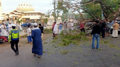 1 Unit Mobil Tertimpa Pohon di Jeneponto