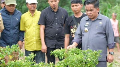 Akibat Virus Trips, Petani Cabai di Jeneponto Terancam Gagal Panen
