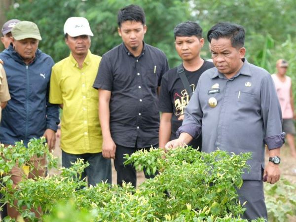 Akibat Virus Trips, Petani Cabai di Jeneponto Terancam Gagal Panen