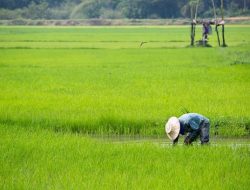 BPS Catat Penurunan Nilai Tukar Petani Sulsel Sebesar 0,22 Persen per Agustus 2024