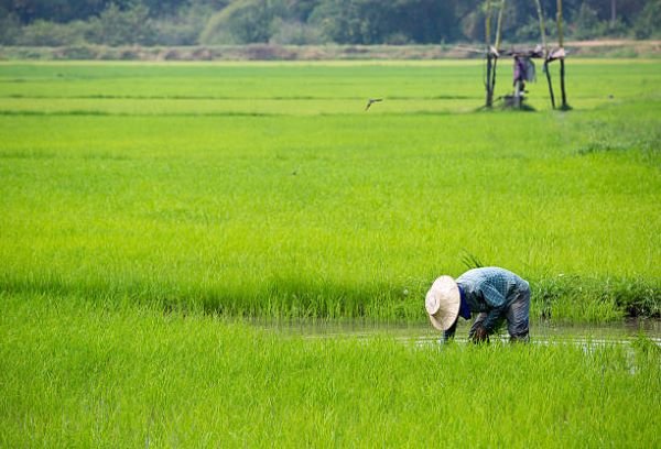 BPS Catat Penurunan Nilai Tukar Petani Sulsel Sebesar 0,22 Persen per Agustus 2024
