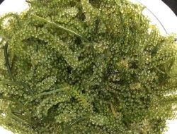 Lawi-lawi, Komoditas Rumput Laut Andalan Indonesia
