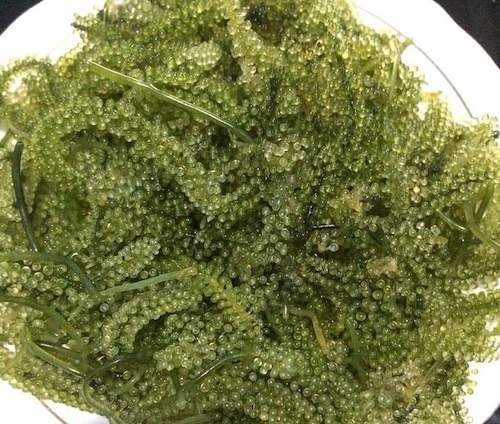 Lawi-lawi, Komoditas Rumput Laut Andalan Indonesia