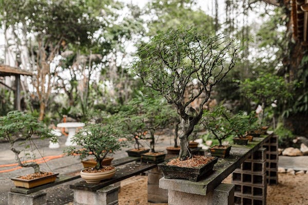 Kontes Bonsai Semarakkan HUT Sulsel ke-355, Perebutkan Piala Gubernur