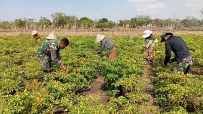 Wujudkan Ketahanan Pangan, Personel Satgas TMMD Bantu Warga Desa Tuju Panen Cabe