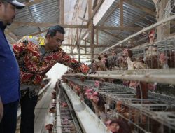 Sulbar Segera Miliki Dinas Peternakan dan Keswan, Peternak Sambut Gembira