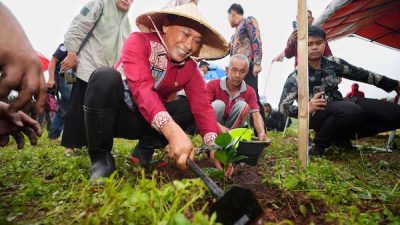 6,5 Juta Bibit Kakao hingga Kopi Ditanam di Sulsel