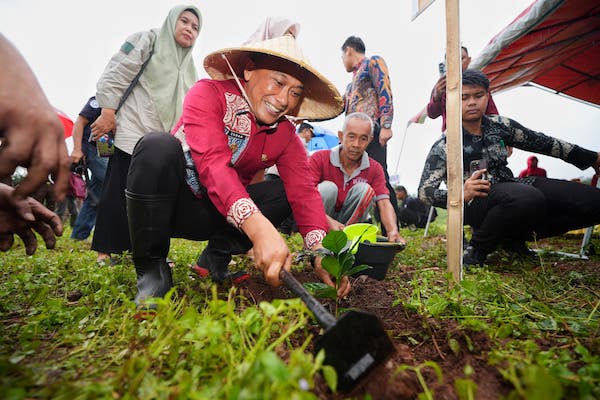 6,5 Juta Bibit Kakao hingga Kopi Ditanam di Sulsel