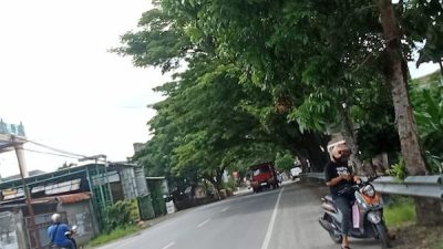 Rawan Tumbang, Warga Bulukumba Minta Pohon Besar di Pinggir Jalan Dipangkas