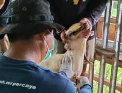 Cegah Penyebaran PMK, Balai Karantina Hewan Sulbar Perketat Pengawasan