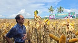 Panen Jagung JJUH 02 di Minahasa, Unhas Dorong Pemberdayaan Petani