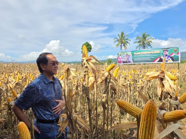 Panen Jagung JJUH 02 di Minahasa, Unhas Dorong Pemberdayaan Petani