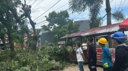 Antisipasi Bahaya, DPRD Bulukumba Dukung Pemangkasan Pohon Berisiko