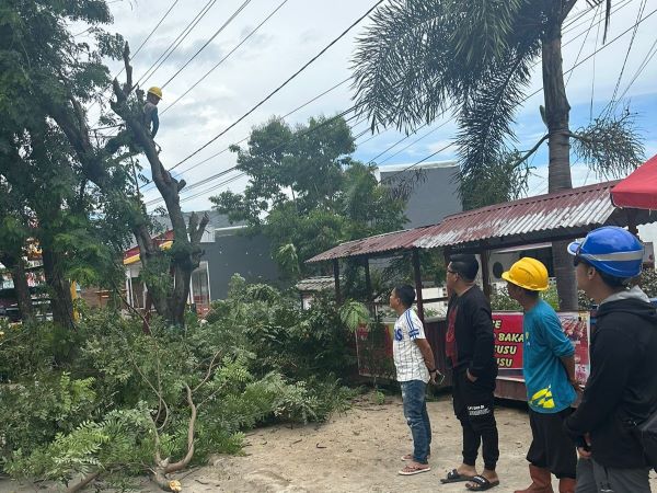 Antisipasi Bahaya, DPRD Bulukumba Dukung Pemangkasan Pohon Berisiko