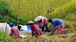 HPP Gabah Rp6.500 Mulai Berlaku di Sulsel