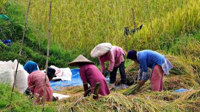 HPP Gabah Rp6.500 Mulai Berlaku di Sulsel