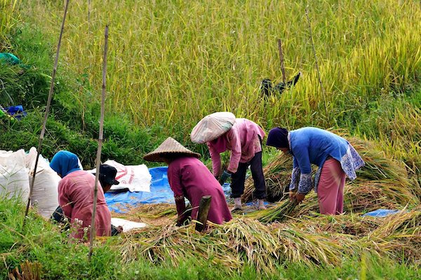 HPP Gabah Rp6.500 Mulai Berlaku di Sulsel