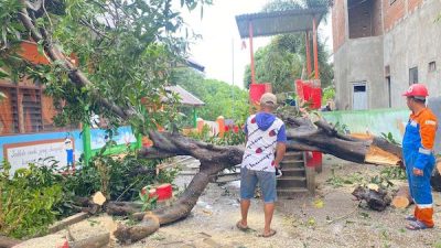 Diterpa Angin Kencang, Pohon Berukuran Besar di Jeneponto Nyaris Timpa Sekolah TK