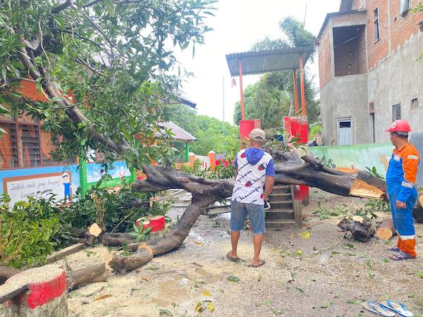 Diterpa Angin Kencang, Pohon Berukuran Besar di Jeneponto Nyaris Timpa Sekolah TK