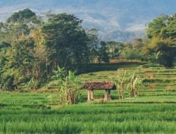 Sulsel Menuju Swasembada Pangan, Fokus Pembenahan Sektor Pertanian
