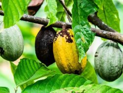 Pengembangan Ekosistem Kakao Jadi Program Prioritas 2025