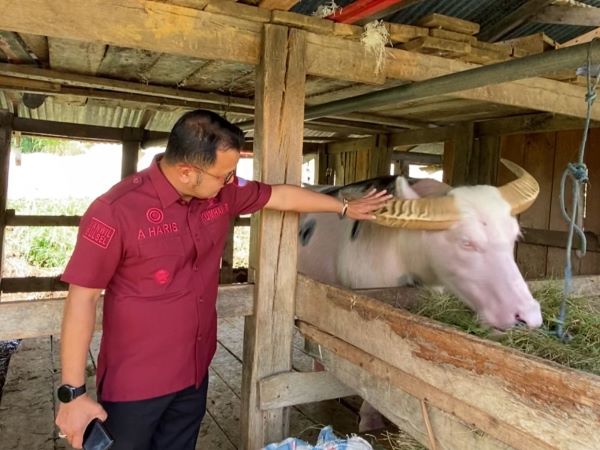 Kanwil Kemenkum Sulsel Inventarisasi Potensi Kekayaan Intelektual Komunal Tedong Bonga Toraja