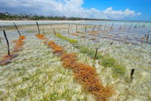 Budidaya Rumput Laut di Sulsel Tembus Rp539 Miliar, Kredit Melonjak Hingga 117 Persen