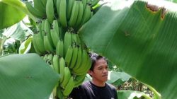 Pisang Cavendish di Sulbar Membuahkan Hasil, Petani Bersiap Panen Besar