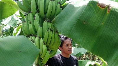 Pisang Cavendish di Sulbar Membuahkan Hasil, Petani Bersiap Panen Besar