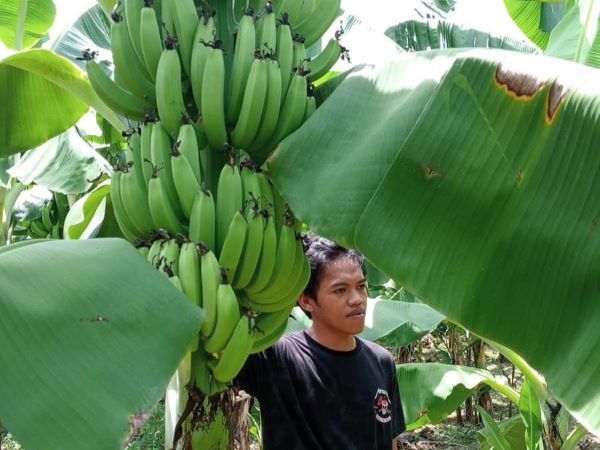 Pisang Cavendish di Sulbar Membuahkan Hasil, Petani Bersiap Panen Besar