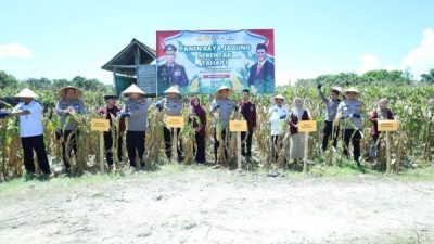 Dukung Ketahanan Pangan Nasional, Kapolda Sulsel Hadiri Panen Raya Jagung di Bulukumba