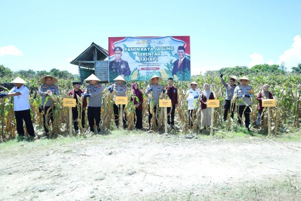 Dukung Ketahanan Pangan Nasional, Kapolda Sulsel Hadiri Panen Raya Jagung di Bulukumba