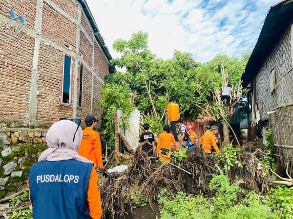 Diterjang Angin Kencang, Pohon Tumbang Timpa Rumah Warga di Jeneponto