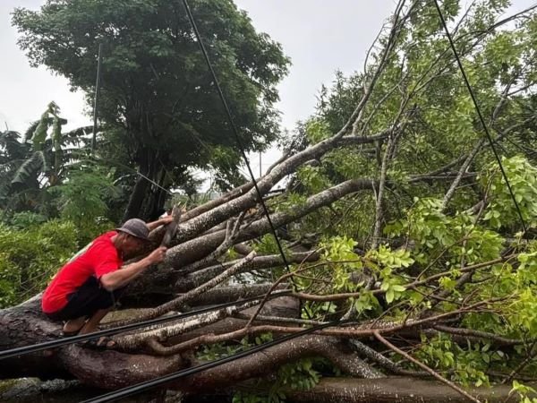 Pohon Tumbang Tutup Akses Jalan Penghubung Desa di Jeneponto