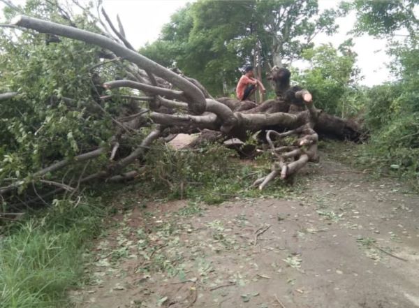 Pohon Tumbang di Jeneponto Tutupi Ruas Jalan Penghubung Bontoramba