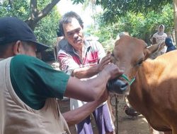 Wabah PMK Merebak, Dinas Pertanian dan Peternakan Jeneponto Catat 903 Sapi Terpapar