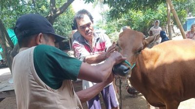 Wabah PMK Merebak, Dinas Pertanian dan Peternakan Jeneponto Catat 903 Sapi Terpapar