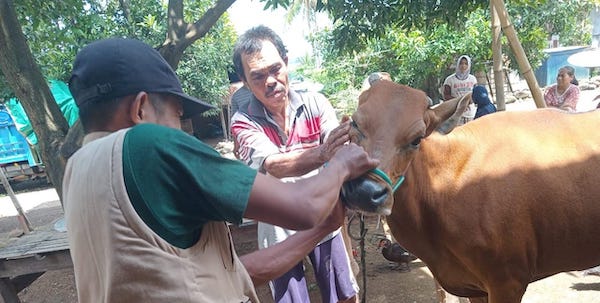 Wabah PMK Merebak, Dinas Pertanian dan Peternakan Jeneponto Catat 900 Sapi Terpapar